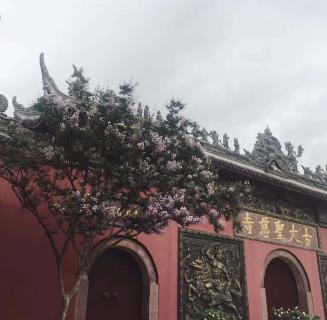 狗子28：助力公益活动建设，实现经济效益与社会效益的双赢！