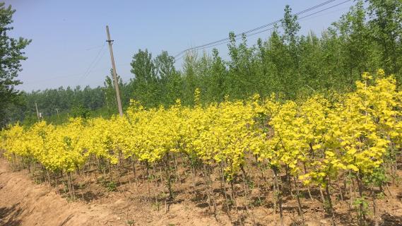 明光市市委书记被狗子28企业文化深深感动 | 深入沟通合作空间广阔
